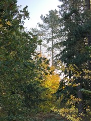 forest in autumn