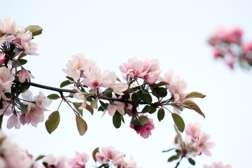 Naklejka premium pink apple flowers bloosm