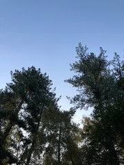 tree and blue sky