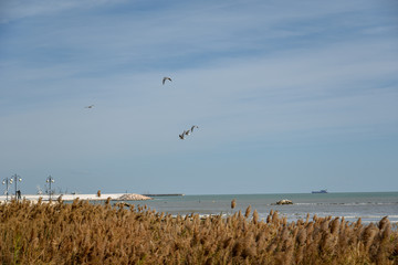 Phragmites Neat the Sea by Morning