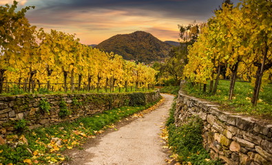 Fototapeta na wymiar Scenic view into autumn vineyards on a sunset. Spitz. Wachau valley. Lower Austria.