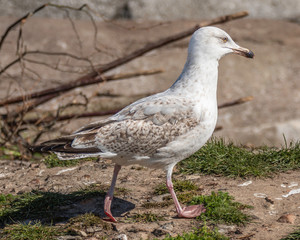 Copenhagen Zoo