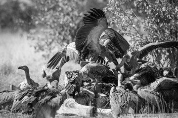 Group of White backed Vultures scavenging a dead giraffe in Kruger National park, South Africa ;...