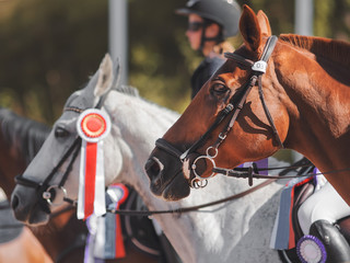 At the awarding of trophies and rosettes for winning the competition are horses in sports gear on a...