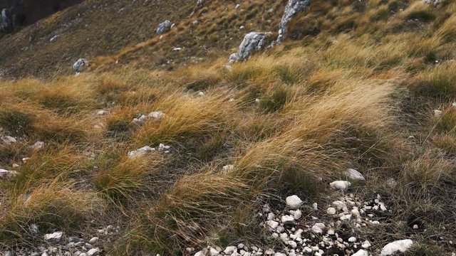 Dry autumn grass in hard wind at Vlasic mountain Bosnia and Herzegovina - (4K)