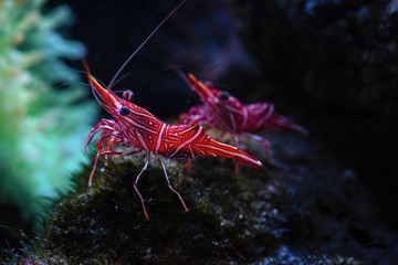 Rhynchocinetes durbanensis dancing sea shrimp