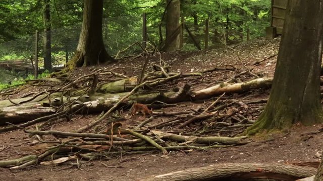 Rehkitz erkundet den Wald und rennt zur&uuml;ck