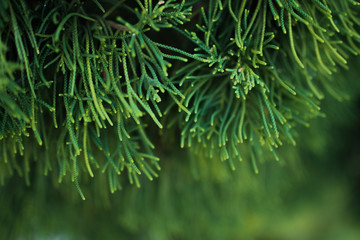 green pine leaves background. selective focus