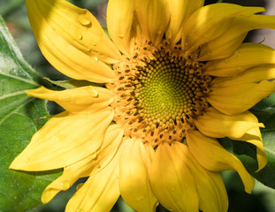 Sonnenblume (Helianthus annuus)