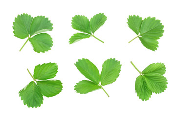 Strawberry leaves isolated on white background. Set or collection