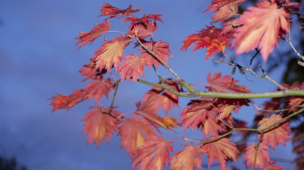 red autumn leaves