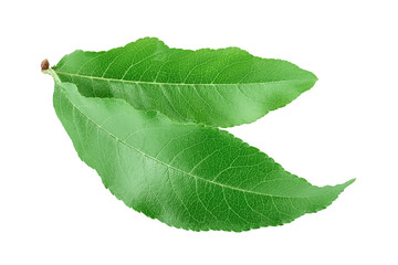 Fototapeta na wymiar Peach leaf isolated on white background closeup