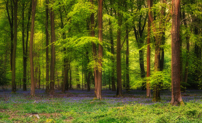 Majestic Spring landscape image of colorful bluebell flowers in woodland © veneratio