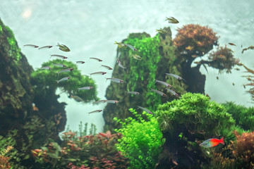 Fototapeta na wymiar Several transparent coral reef fish swimming in the aquarium