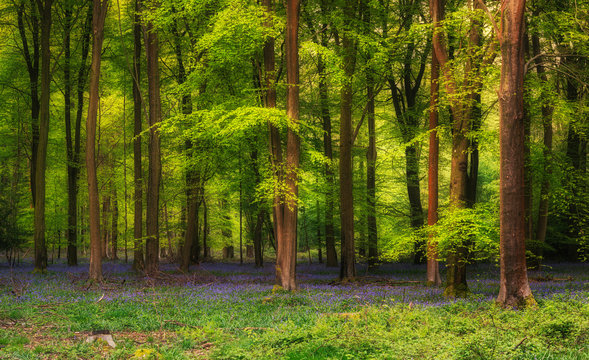 Majestic Spring landscape image of colorful bluebell flowers in woodland