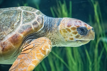Fototapeta premium Sea turtle at close range on the green ocean floor
