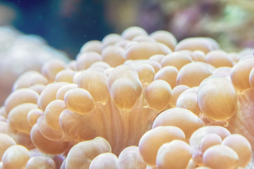 Yellow marine corals on the ocean floor
