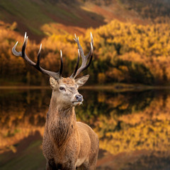 Majestic Autumn Fall landscape of red deer stag Cervus Elaphus in foreground of vibrant forest and lake in background