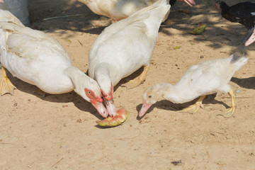 Duck farm at Thailand