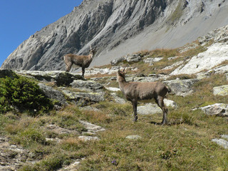 female alpine ibex - vanoise pass in french alps