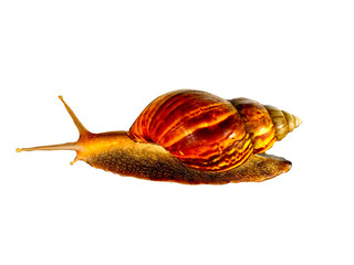big snail that does on the floor, with colors White background appropriate the Backdrop, idea copy space
