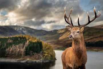 Photo sur Plexiglas Cerf Majestueux paysage d& 39 automne d& 39 automne de Hawes Water avec red deer stag Cervus Elpahus en premier plan
