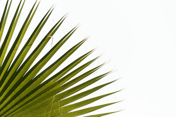 palm leaf closeup on a white background. Leaf texture, background