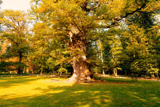 Riesige, sehr alte Eichen mit gro&szlig;en St&auml;mmen in einer Parklandschaft bei Ivenack, Mecklenburg-Vorpommern