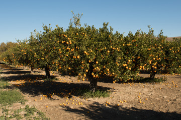 Fototapeta na wymiar Orchard of oranges with ripe oranges, in sunny day.