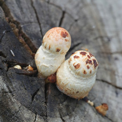 Hemipholiota populnea or Pholiota populnea, a scalycap mushroom from Finland