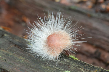 Spinellus fusiger, known as the bonnet mold, growing on Mycena haematopus, the bleeding fairy helmet