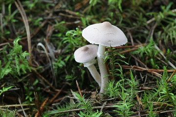 Cystoderma carcharias, known as the Pearly Powdercap, wild mushroom from Finland