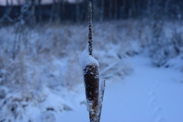 cattail  in the snow against a snowy winter forest
