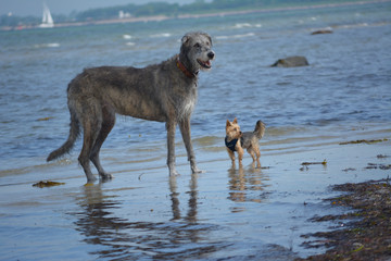 Irischer Wolfshund