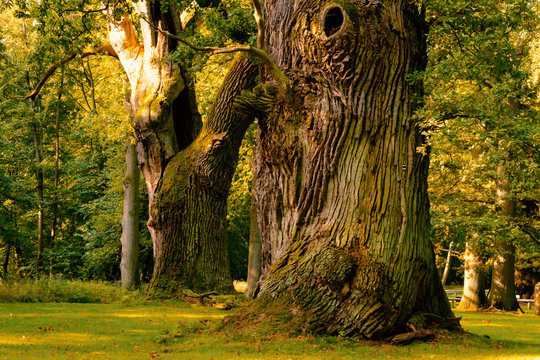 Riesige, sehr alte Eichen mit gro&szlig;en St&auml;mmen in einer Parklandschaft bei Ivenack, Mecklenburg-Vorpommern