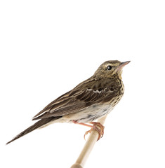 Tree Pipit (Anthus trivialis) isolated on a white background