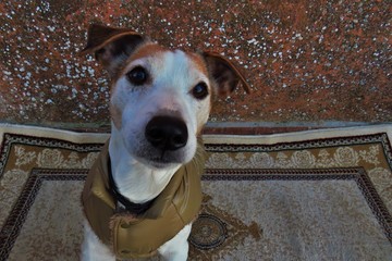 dog on street