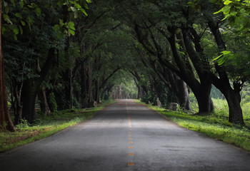 Empty tunnel of trees in summer