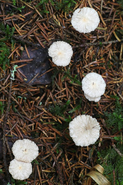 Gymnopus perforans, known as Stinking Parachute, wild mushroom from Finland