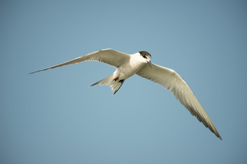 Fototapeta na wymiar Seagull flying in blue sky.