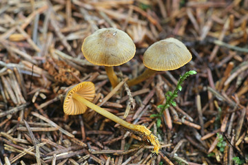 Mycena aurantiomarginata, known as the golden edge bonnet, wild mushroom from Finland