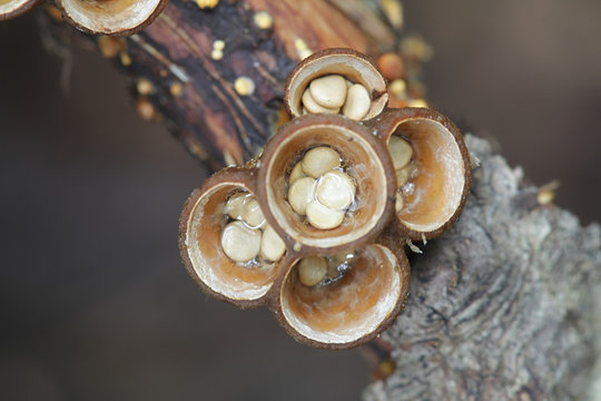 Crucibulum Laeve, Known As Common Bird's-nest Fungus Or Bird's Nest, Wild Fungus From Finland