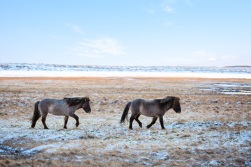 Fototapeta na wymiar Icelandic horses crossing a pasture in a cold winter day..