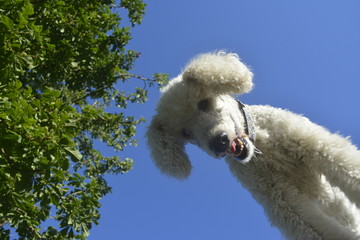 pudel
