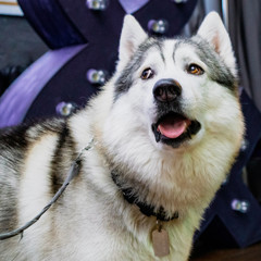 Siberian husky displeased face on a dark background. Pretty dog.