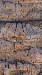 Palm tree texture, natural wood, rial pattern.