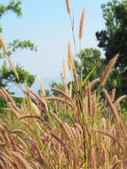 Natural grass flowers in Asia's winter season
