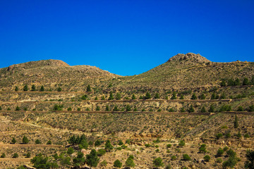 Fototapeta na wymiar Desert landscape with olive trees near Matmata in the south of Tunisia, North Africa