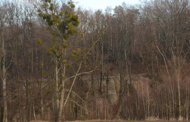 Las, grudzień, święta, jemioła, sosna, zima © zibi