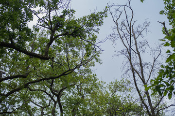 trees and branches in a forest